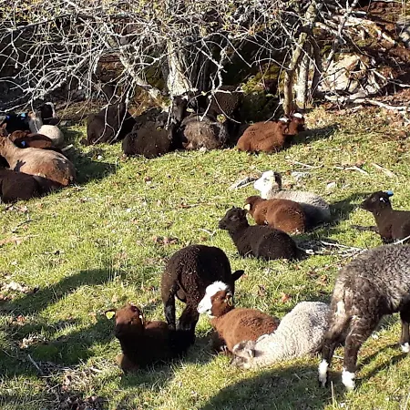 Vaesteraeng Glamping Роскошный шатер