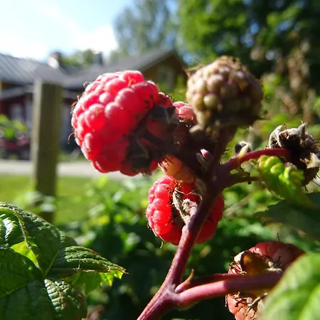 Vaesteraeng Glamping Luksustelt