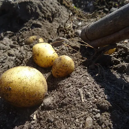 Роскошный шатер Vaesteraeng Glamping *