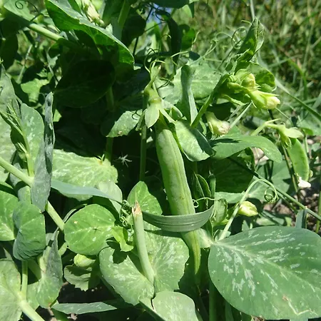 Vaesteraeng Glamping * Lillandet