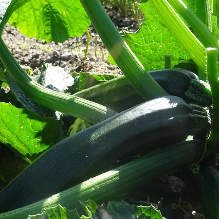 Vaesteraeng Glamping