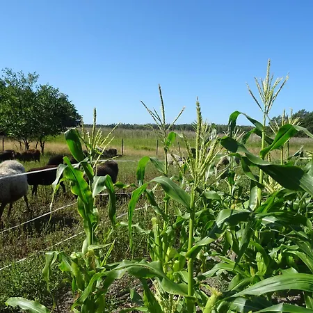 Οργανωμένο κάμπινγκ Vaesteraeng Glamping