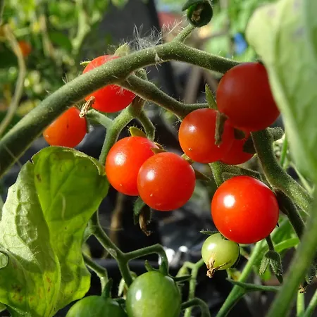 Vaesteraeng Glamping Luksustelt *