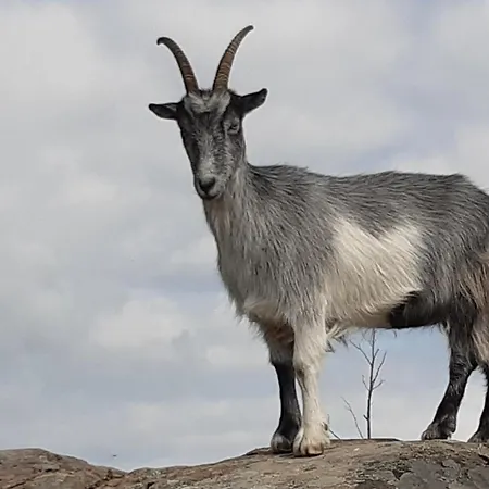 Роскошный шатер Vaesteraeng Glamping Lillandet