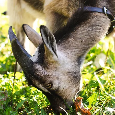 Роскошный шатер Vaesteraeng Glamping *