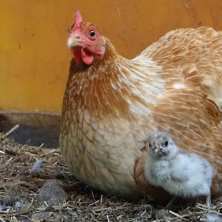 Οργανωμένο κάμπινγκ Vaesteraeng Glamping *